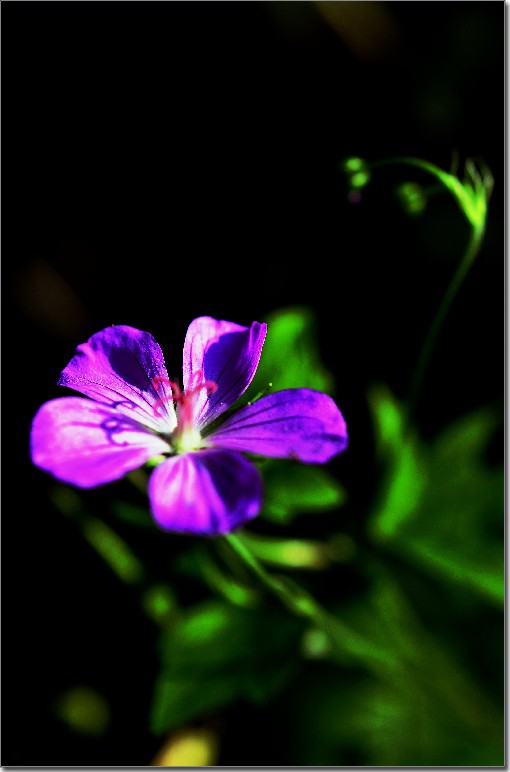 天鹅花 (57).jpg