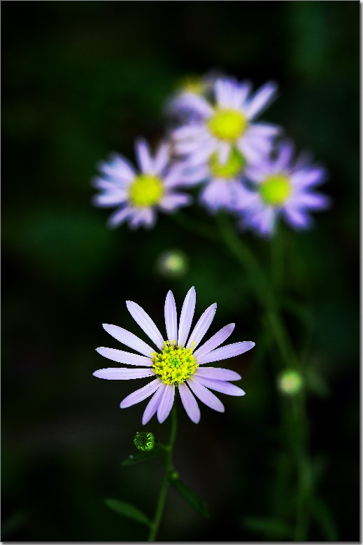 天鹅花 (248).jpg
