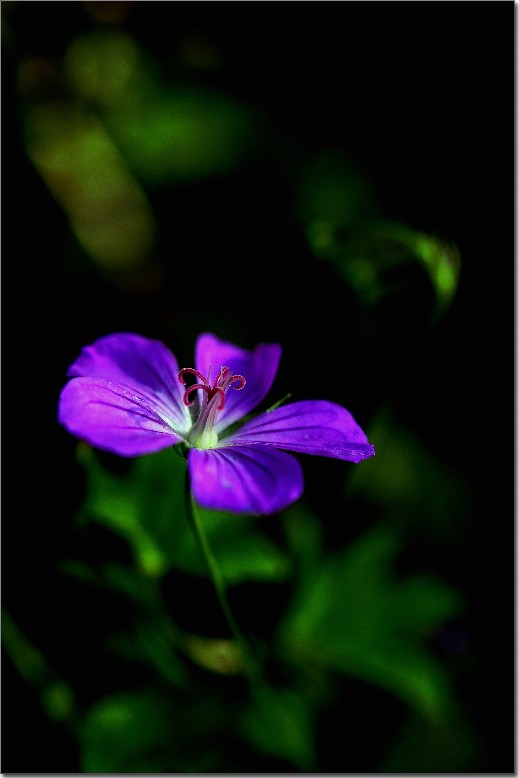天鹅花 (60).jpg