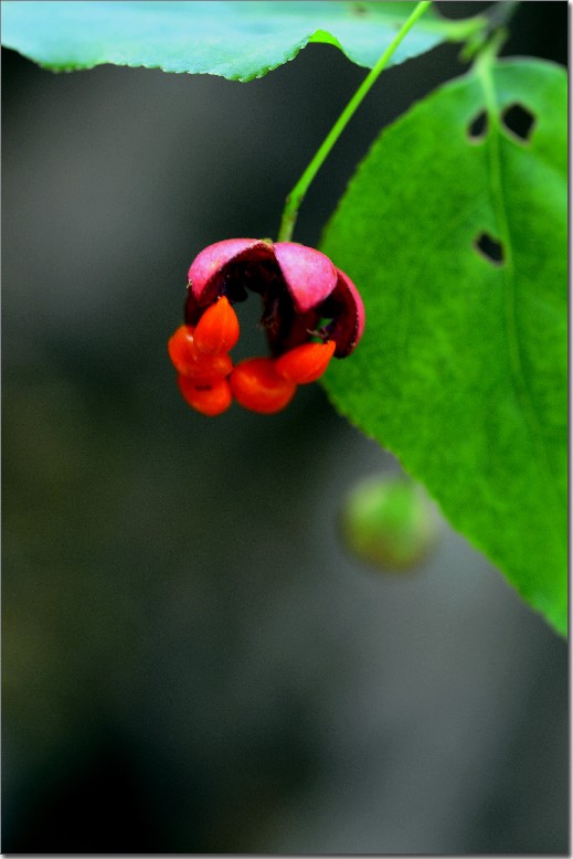 天鹅花 (306).jpg