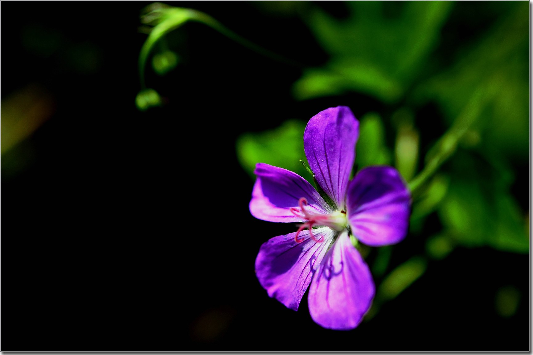 天鹅花 (56).jpg