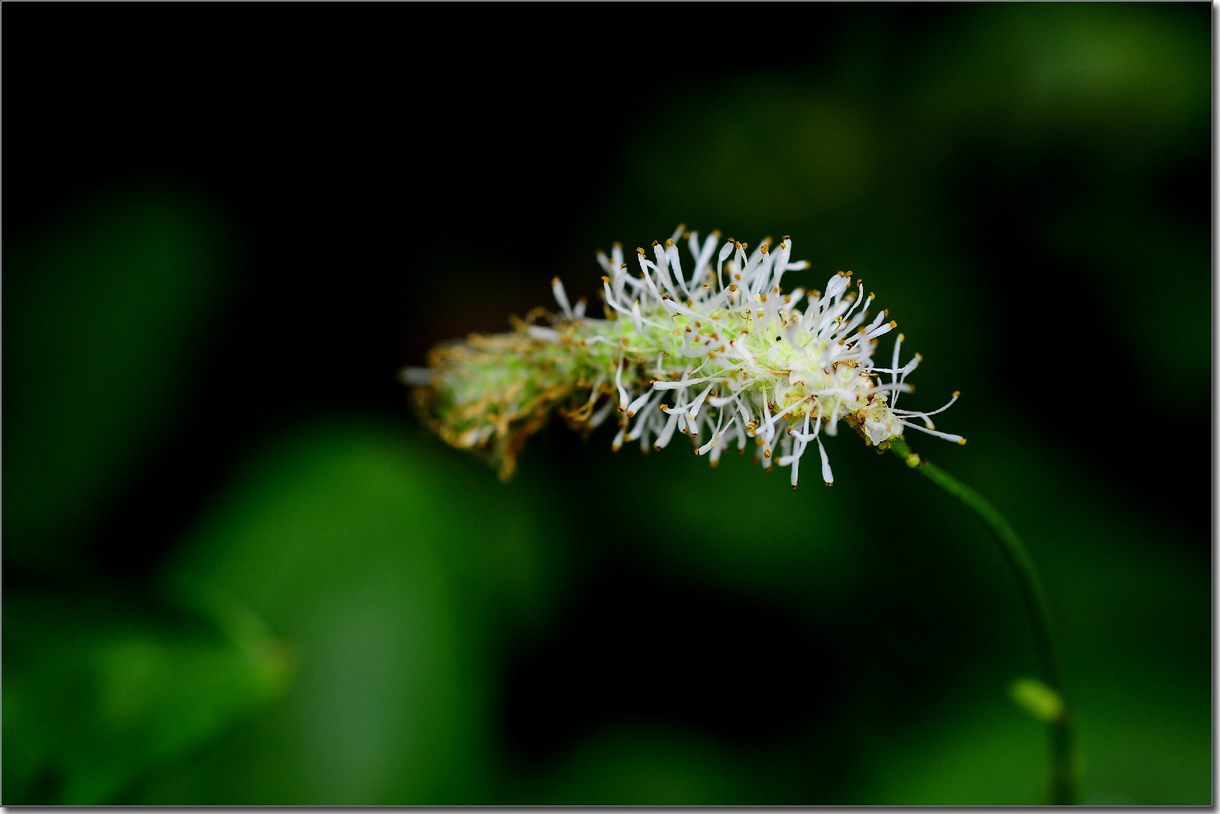 天鹅花 (54).jpg