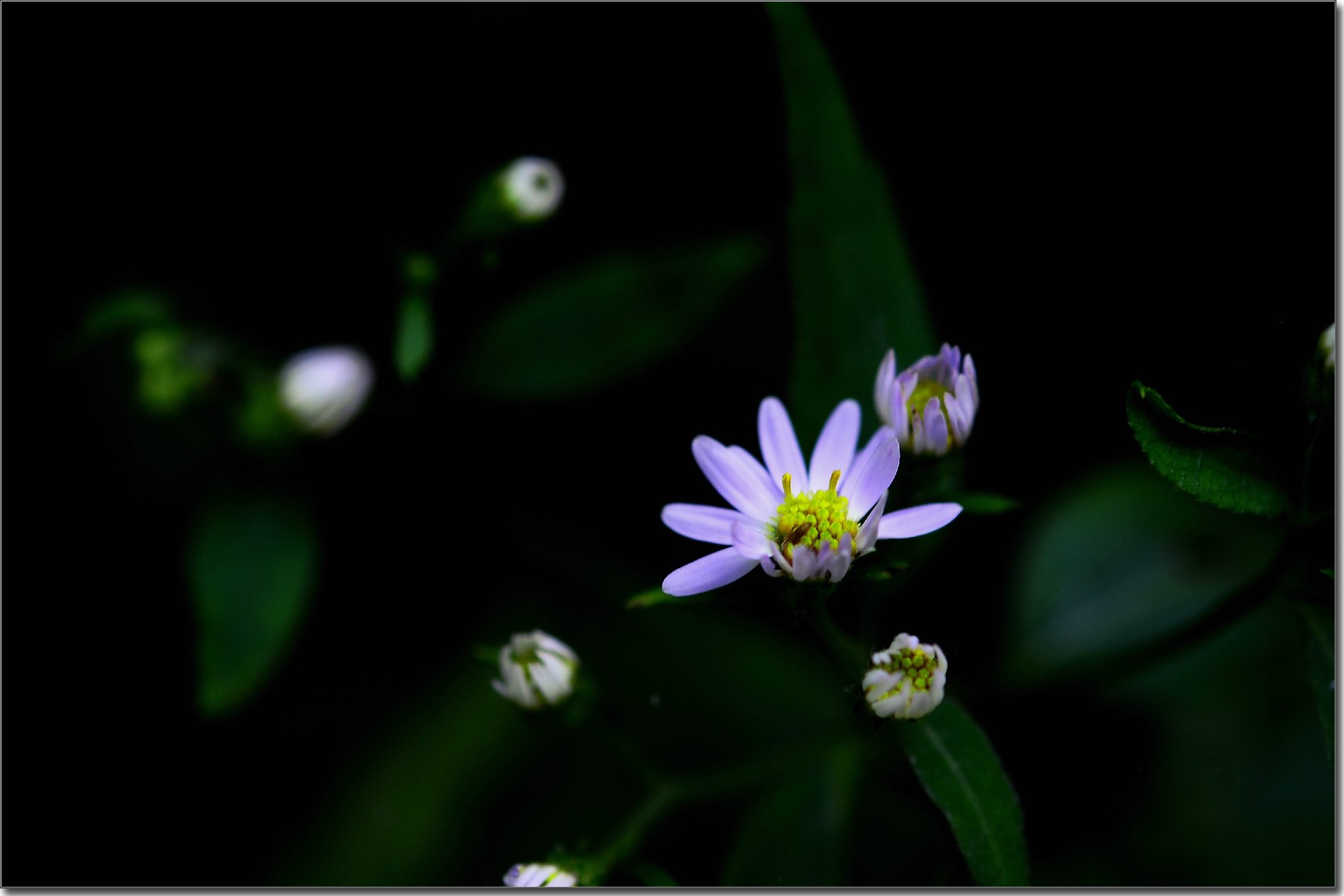 天鹅花 (83).jpg