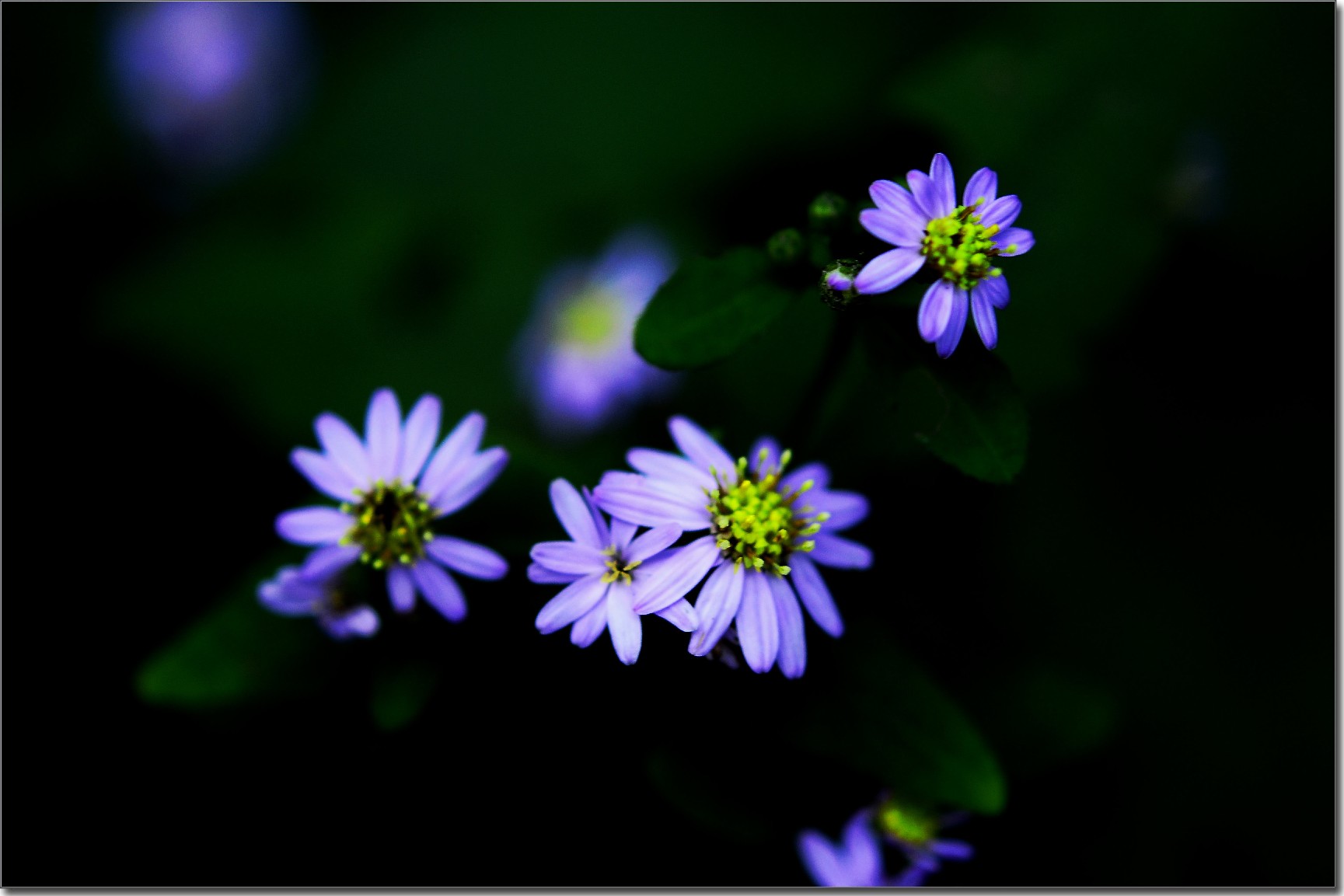 天鹅花 (102).jpg