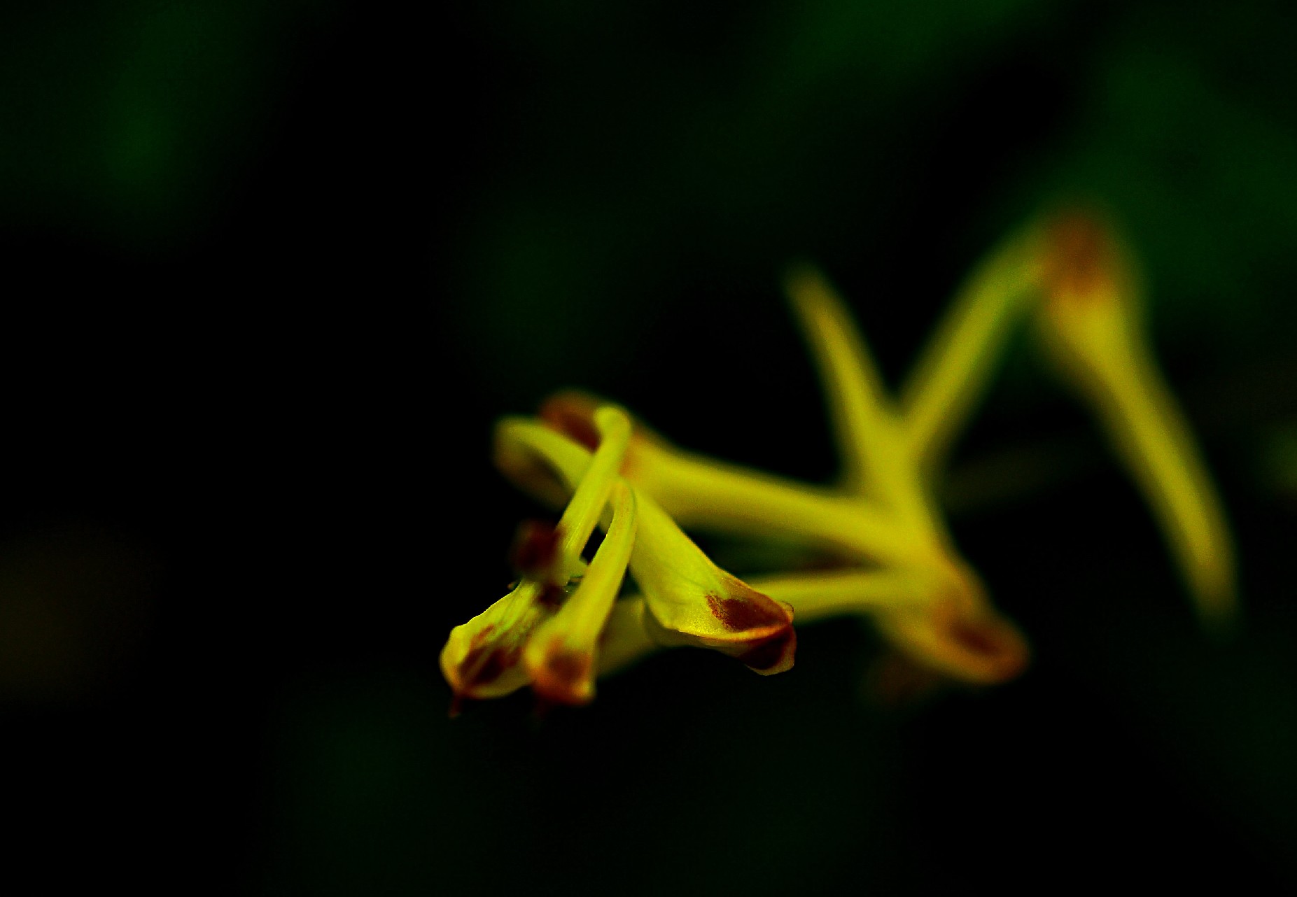 天鹅花 (35).jpg