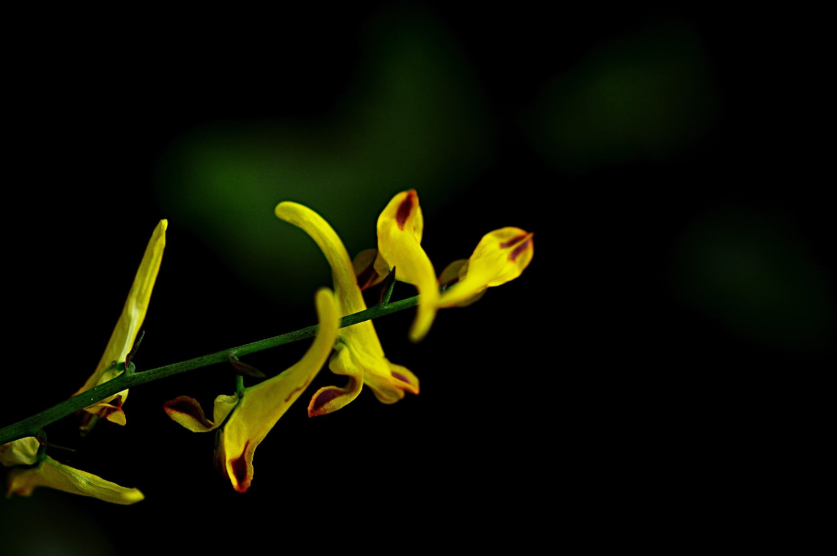 天鹅花 (34).jpg
