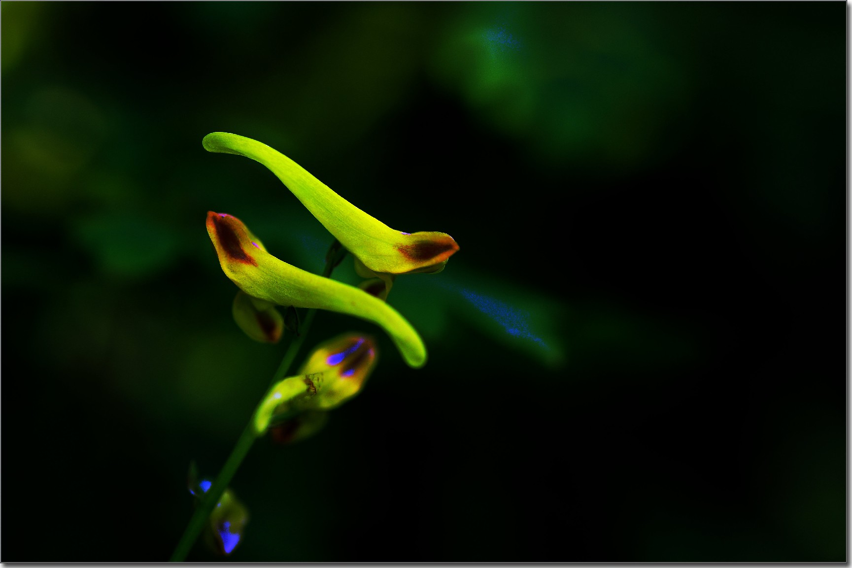 天鹅花 (72).jpg
