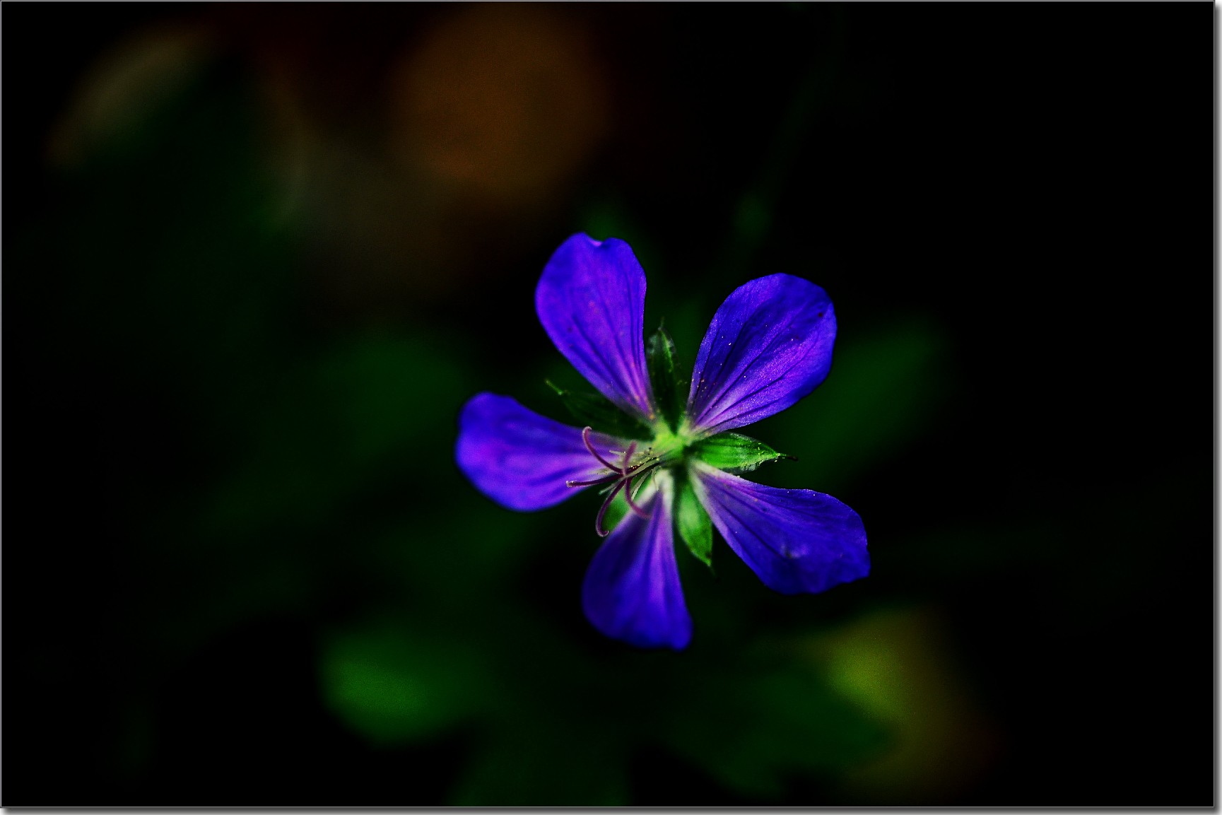 天鹅花 (88).jpg