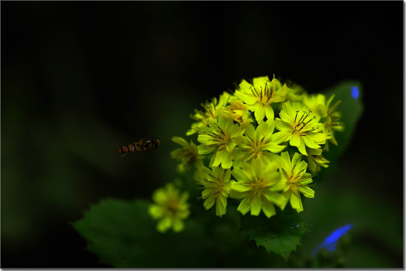 天鹅花 (95).jpg