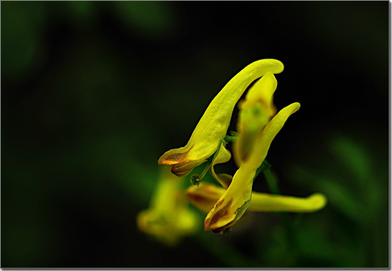 天鹅花 (236).jpg