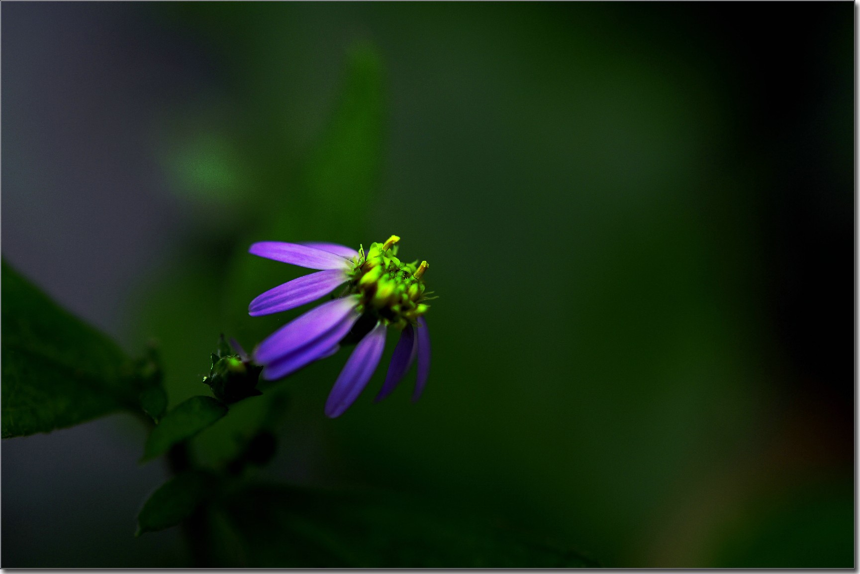 天鹅花 (308).jpg