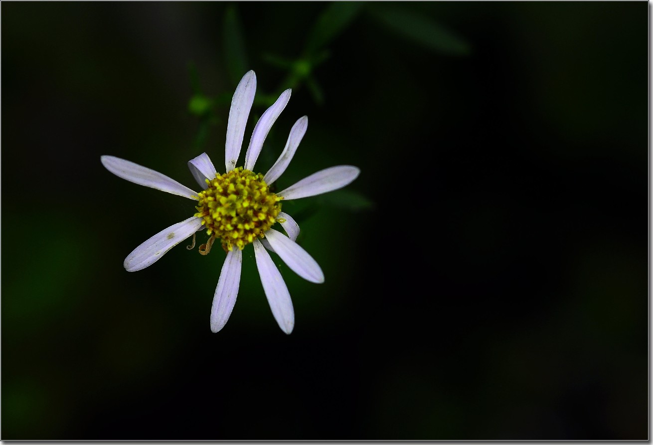 天鹅花 (259).jpg