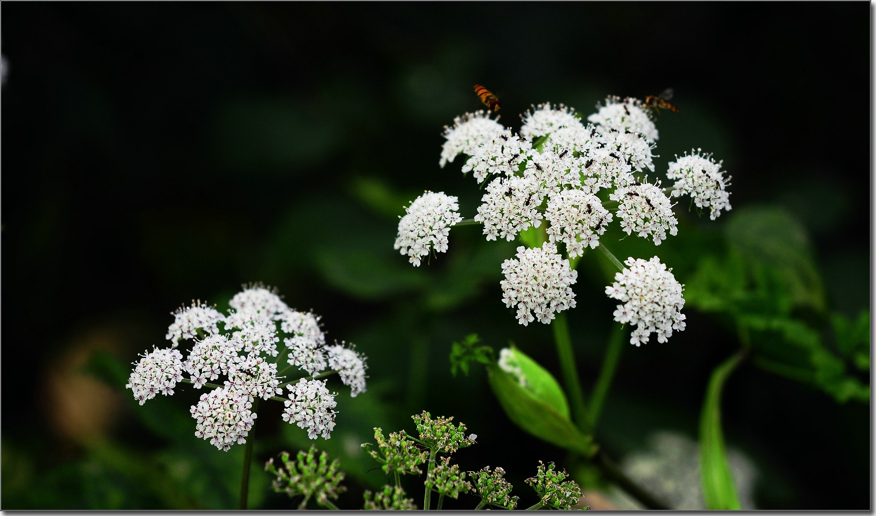 天鹅花 (227).jpg