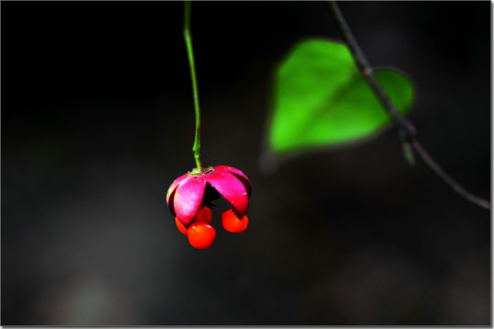 天鹅花 (303).jpg