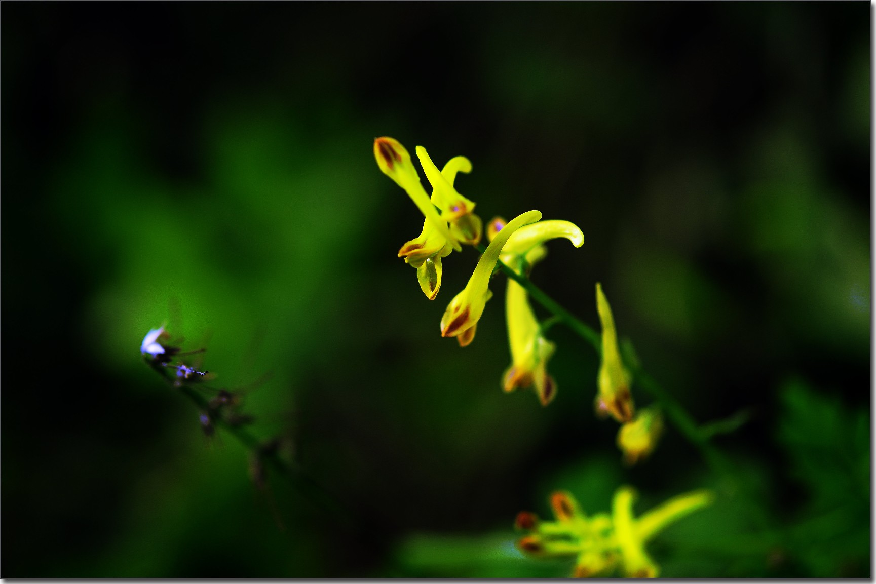 天鹅花 (270).jpg