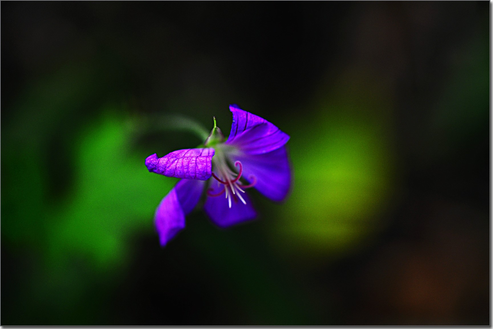 天鹅花 (77).jpg