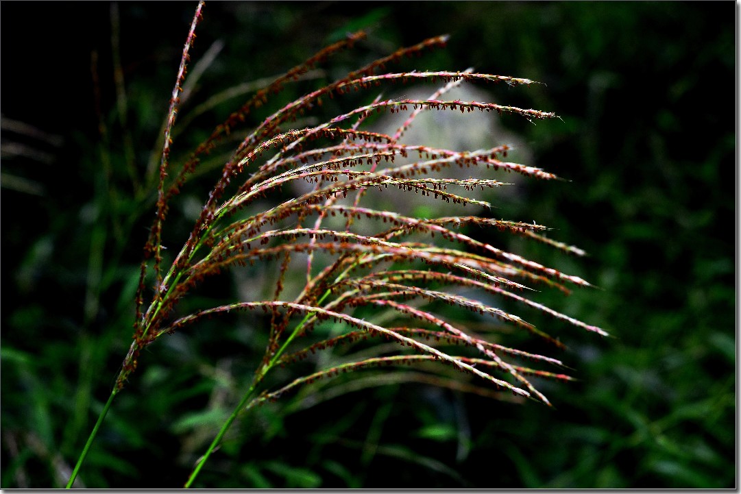 天鹅花 (233).jpg