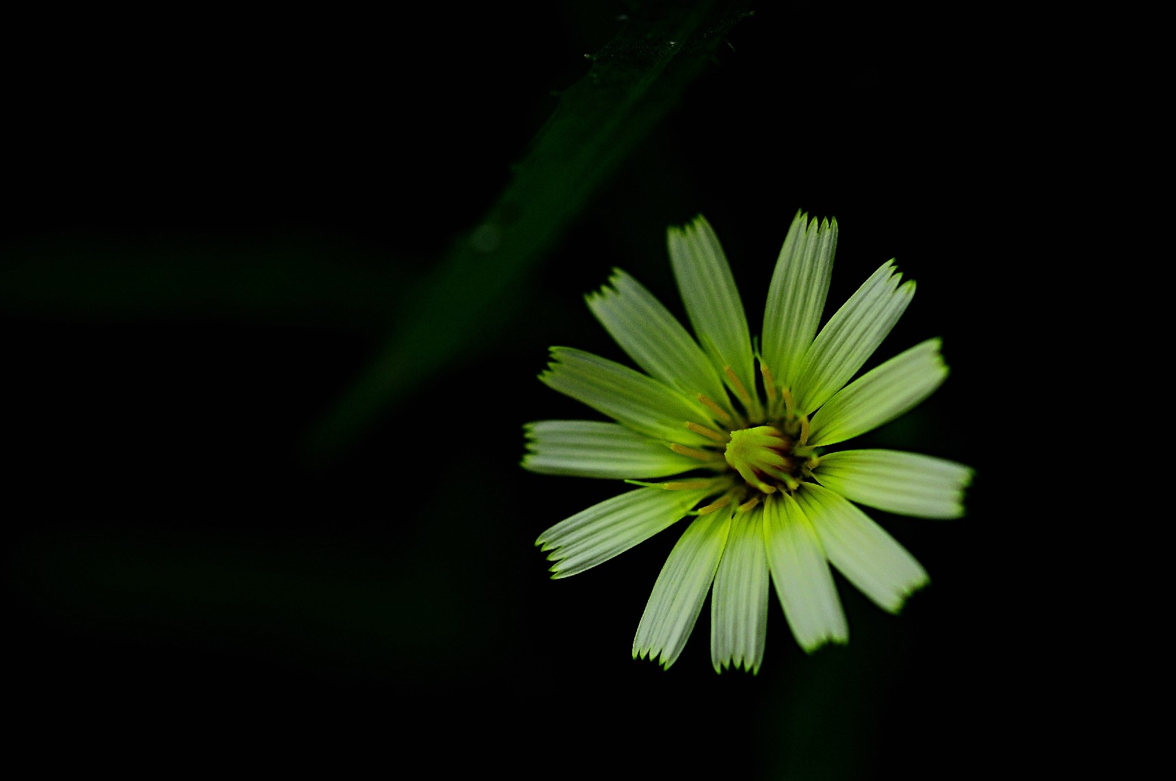 天鹅花 (16).jpg