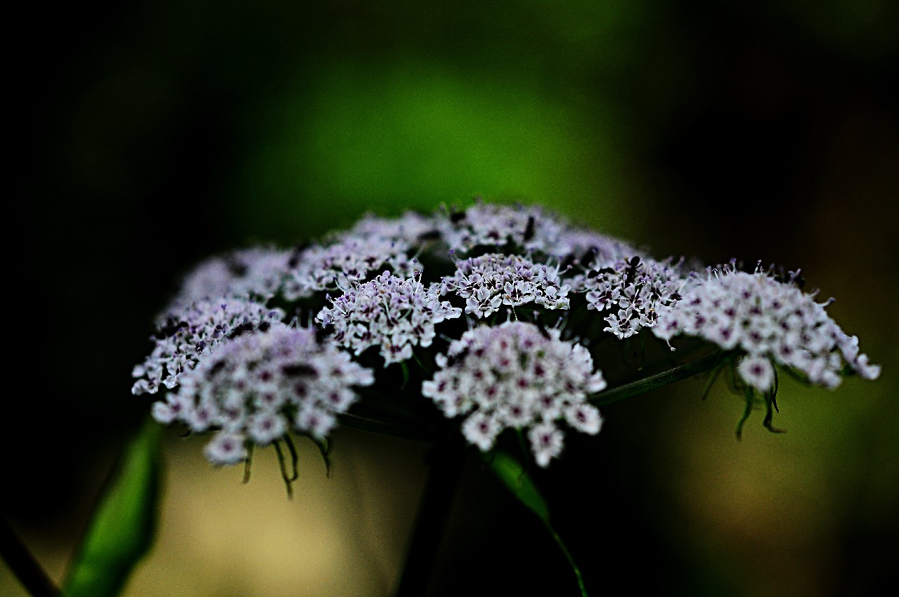天鹅花 (25).jpg