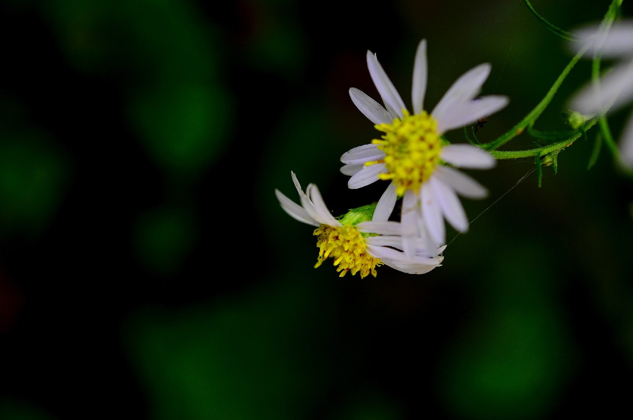 天鹅花 (6).jpg