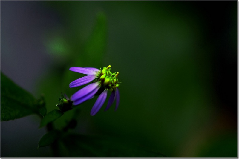 花丛冷眼-02.jpg