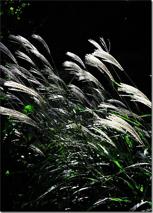 秋天的色彩 (4).jpg
