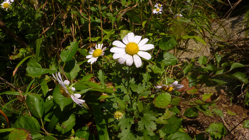 P1020142.JPG