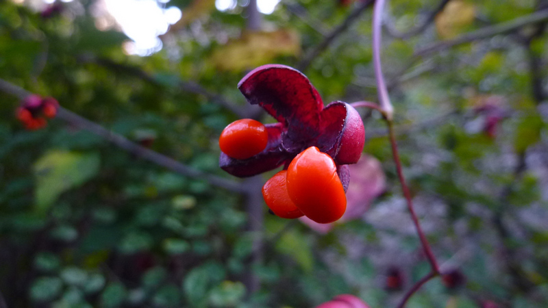 P1020145.JPG