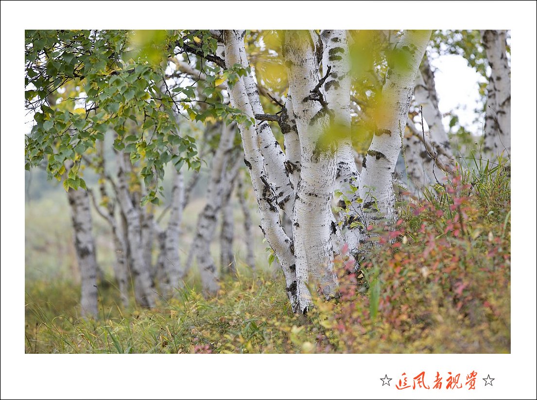 坝上风光之白桦-02.jpg