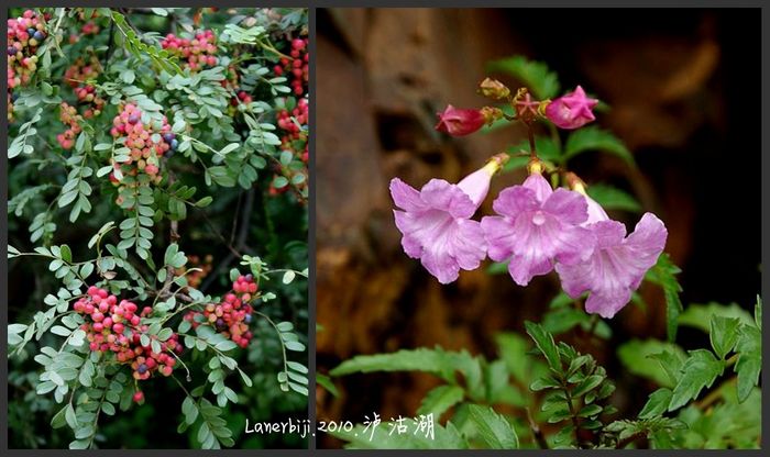 DSC08031_conew1.jpg
