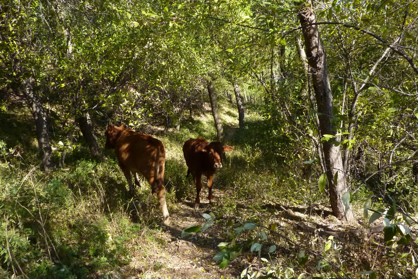 P1000056.jpg