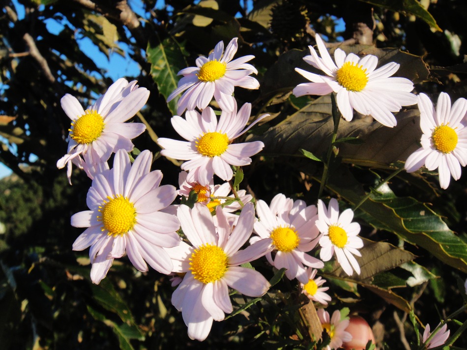 DSC06120.jpg