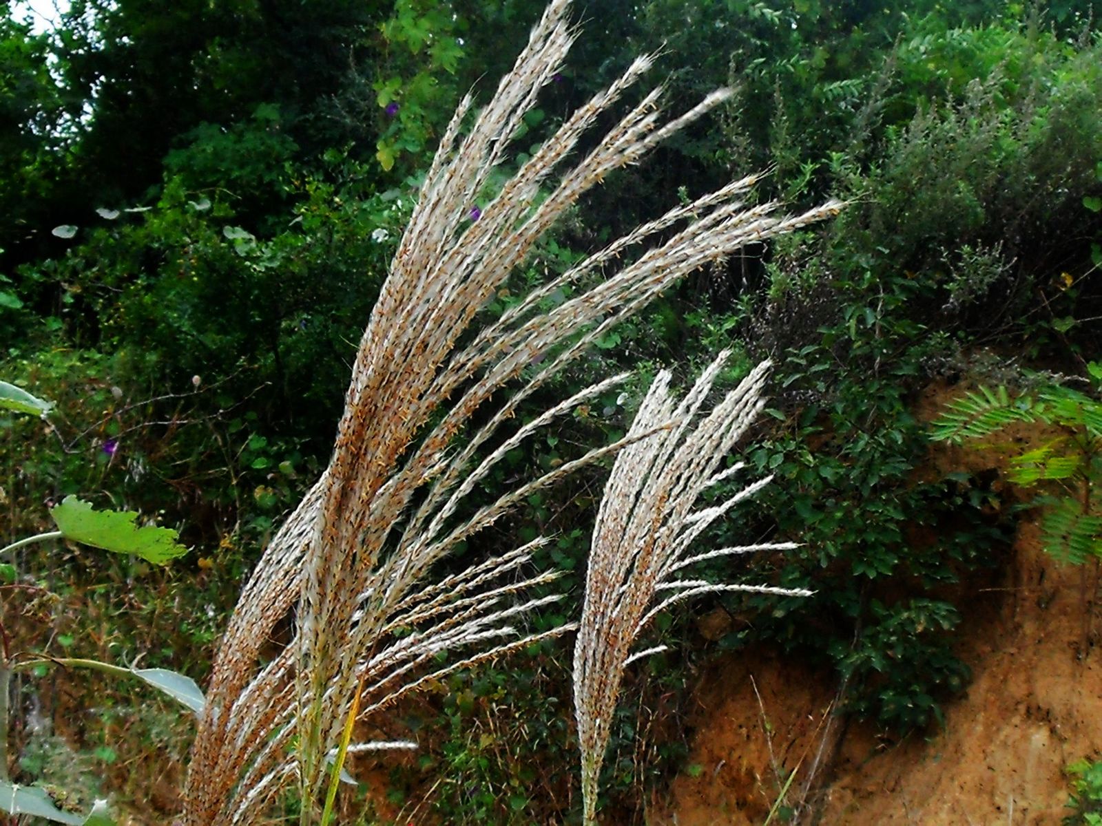 DSCF3737.JPG