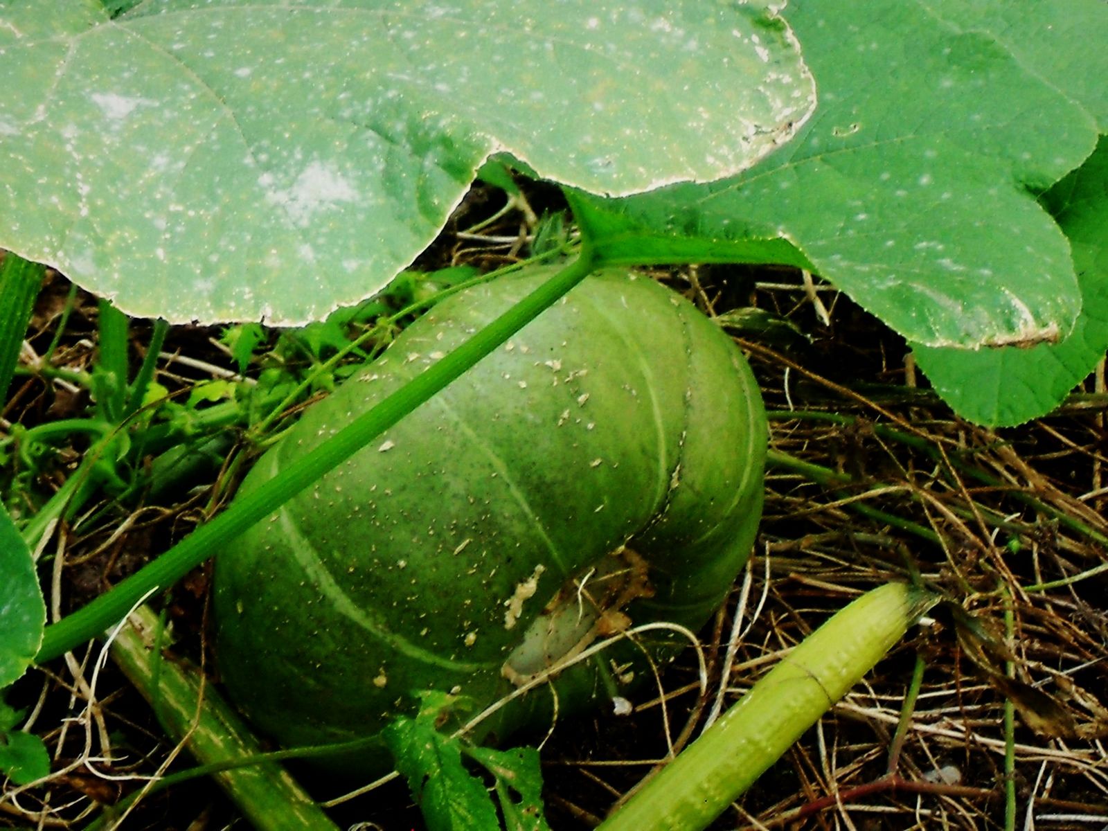 DSCF3743.JPG