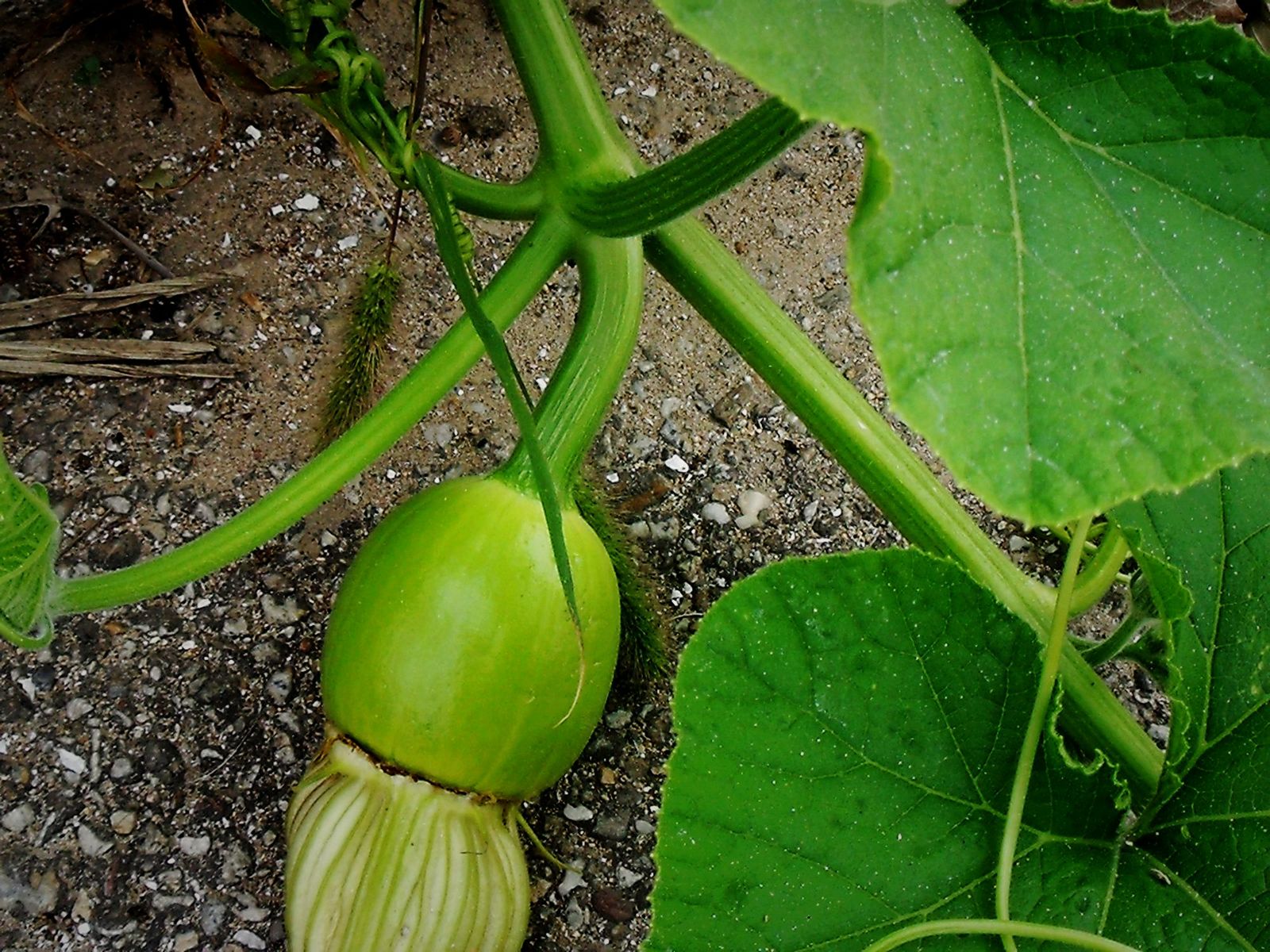 DSCF3742.JPG