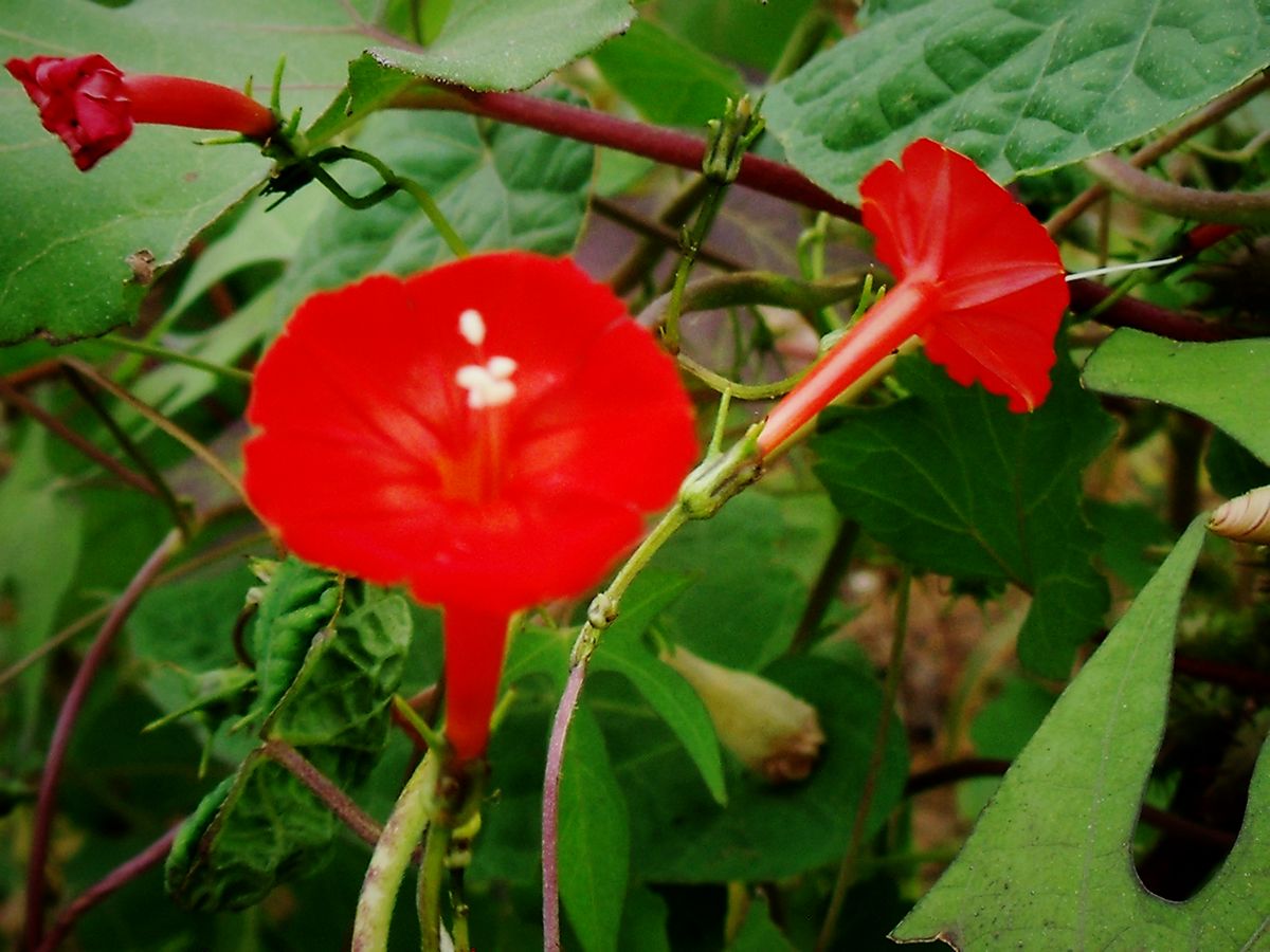 DSCF3739.JPG