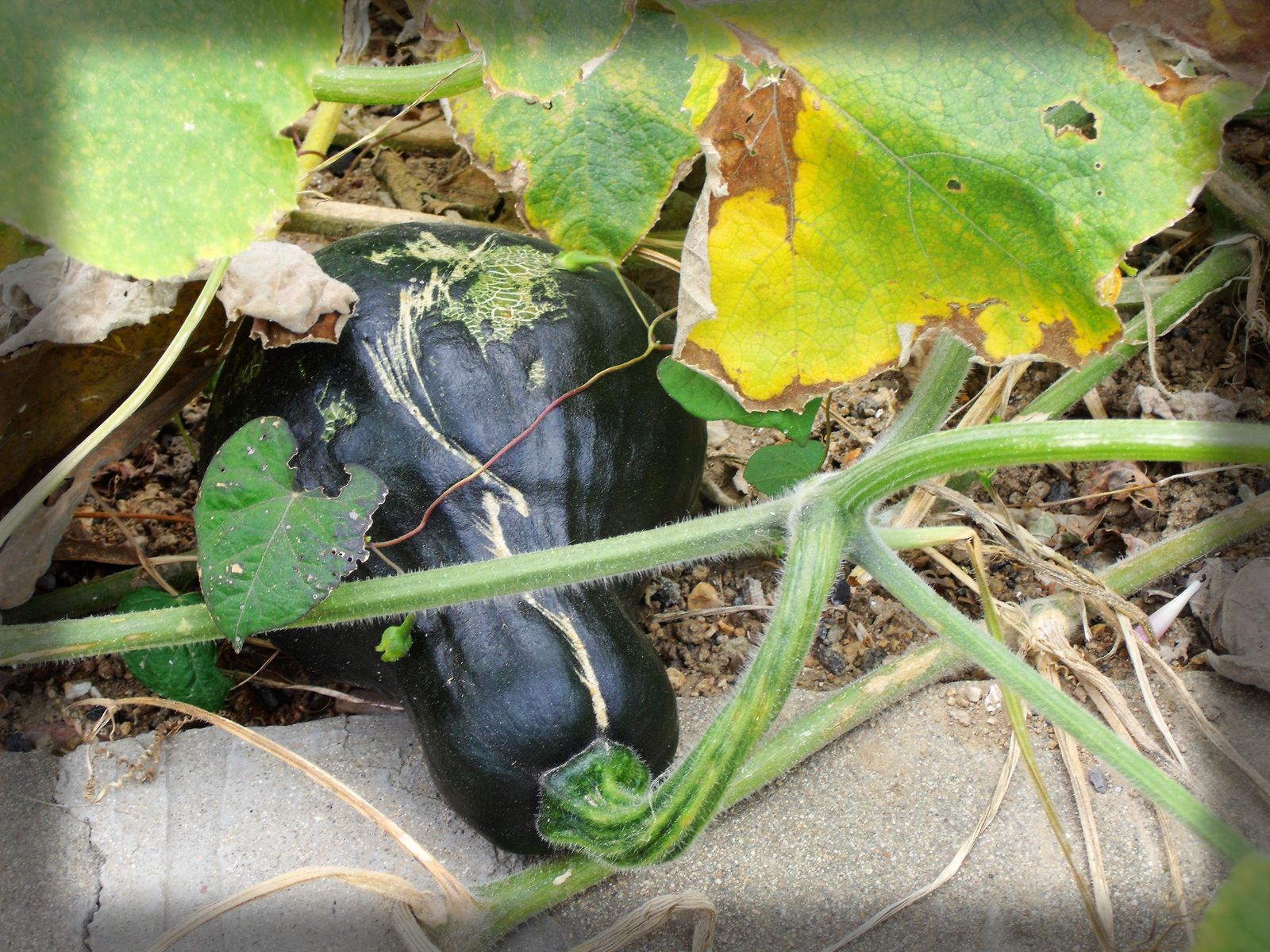 DSCF3748.JPG