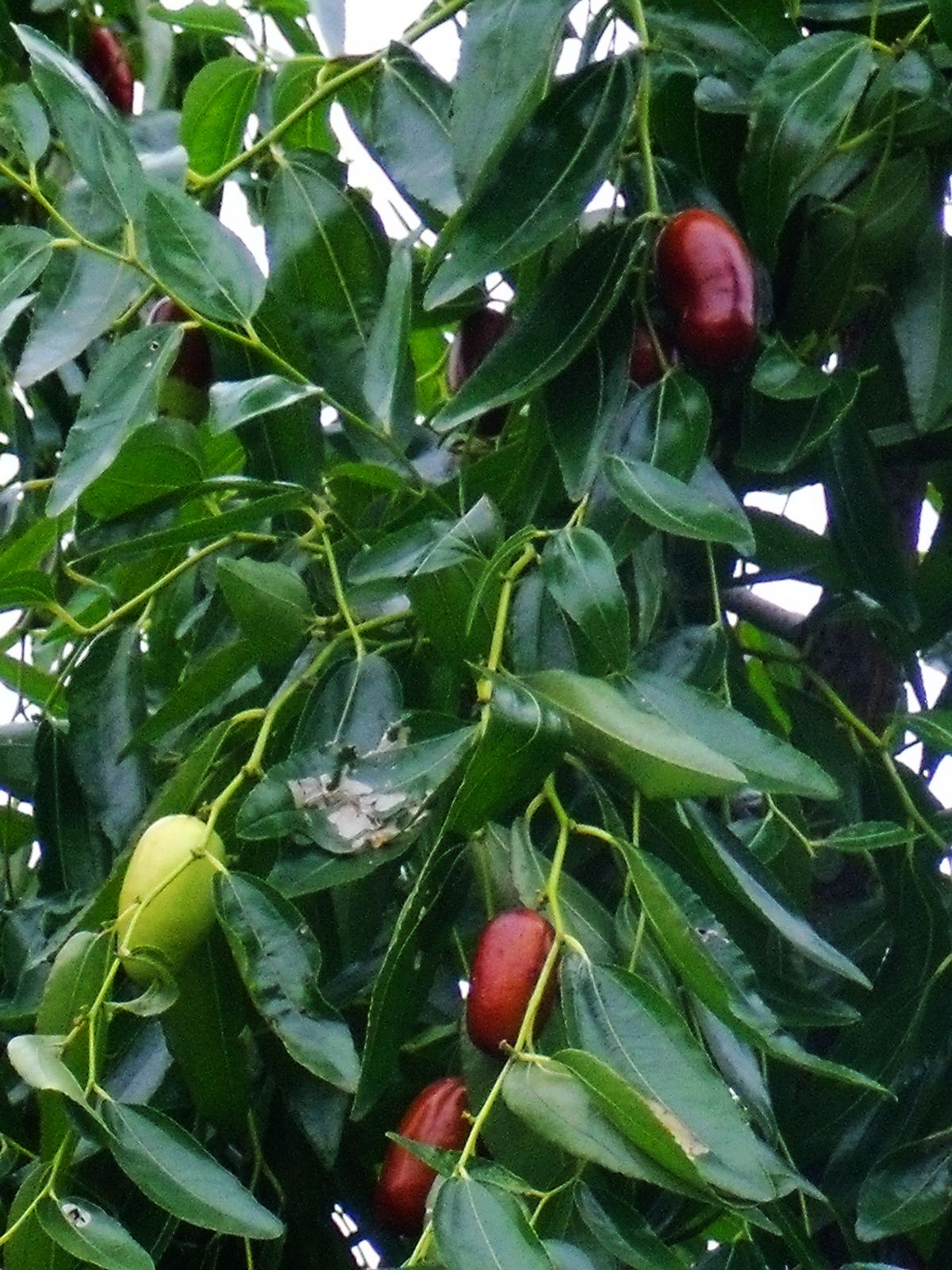 DSCF3754.JPG