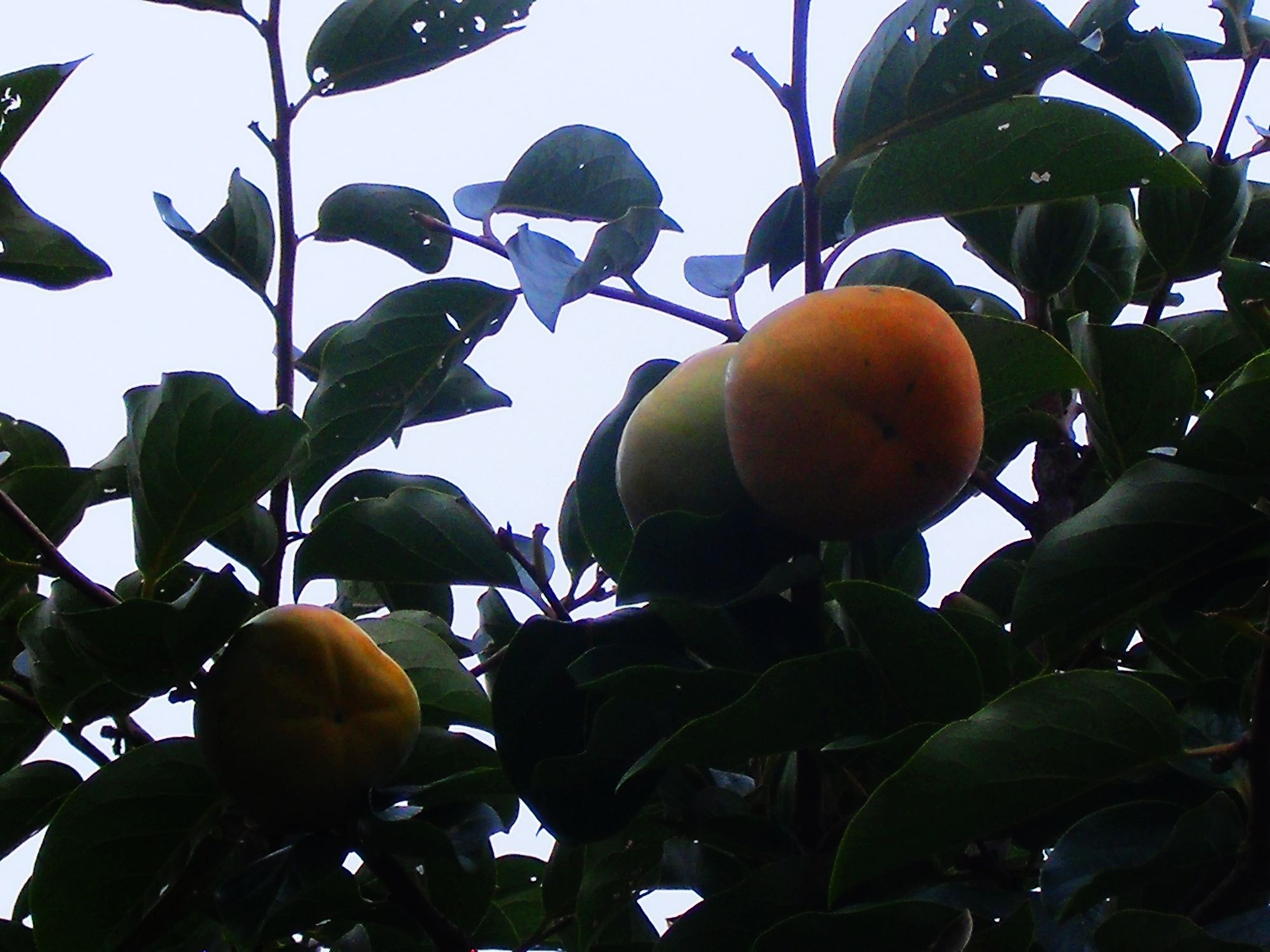 DSCF3755.JPG