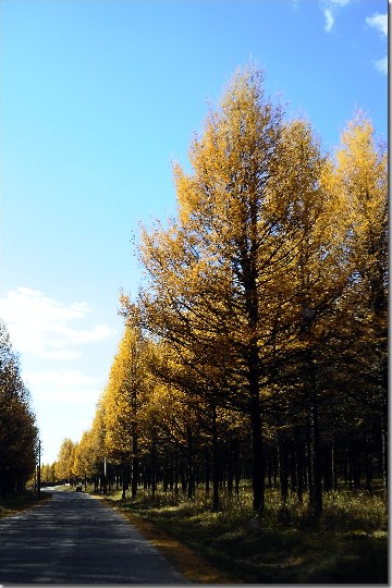草原秋色 (97).jpg