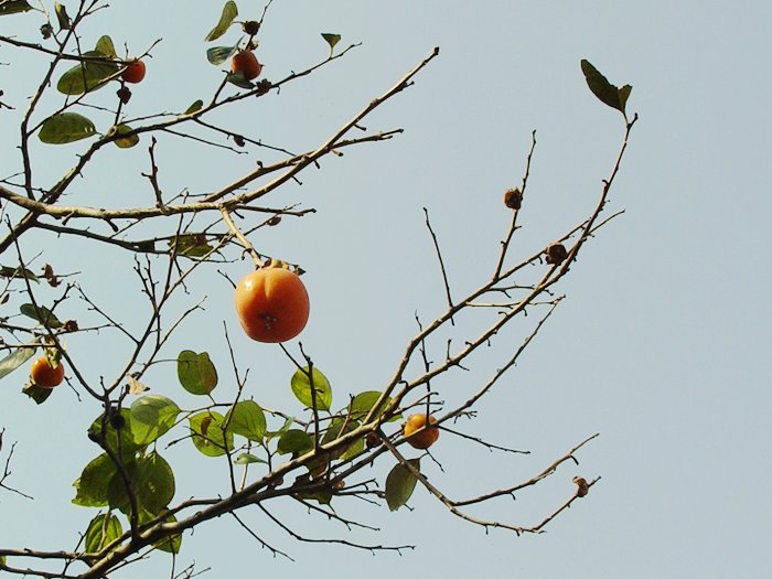 DSC08948.jpg