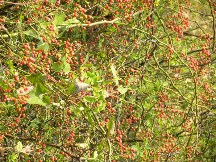 nEO_IMG_2010.10. 024.jpg