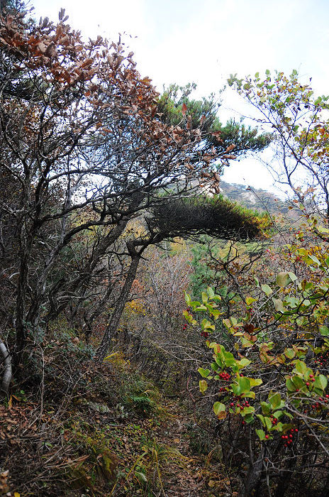 DSC_1650.jpg