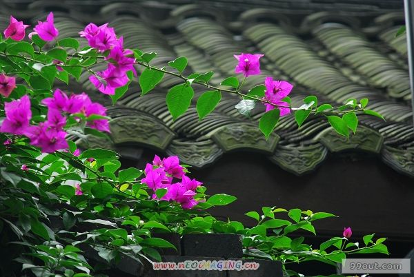 成都纪事.jpg