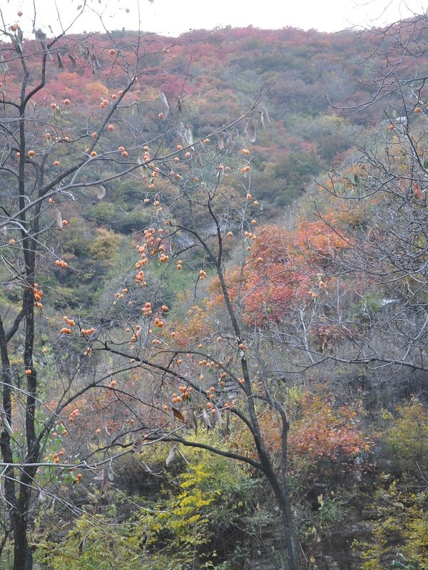PhotoCap_024.jpg