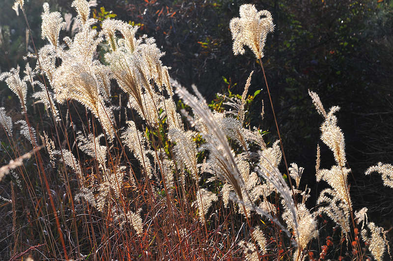 DSC_7667.jpg