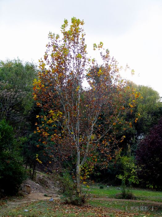 DSC08231-1.jpg