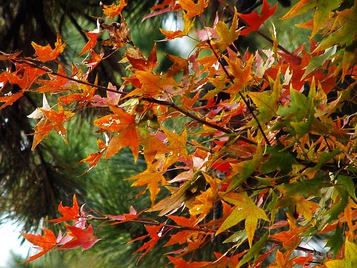 DSC08233-1.jpg