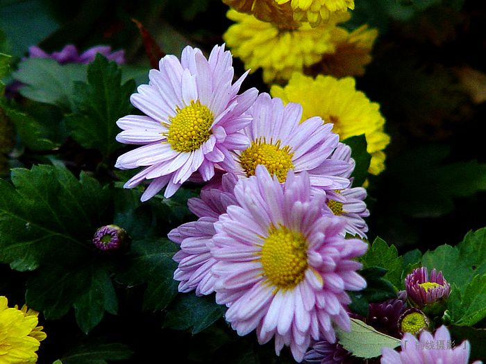 DSC08235-1.jpg