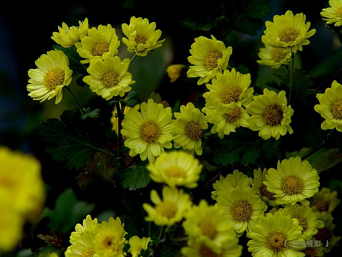 DSC08236-1.jpg